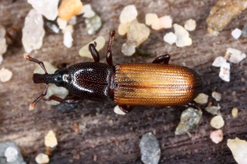 Mesites pallidipennis